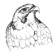 falcon in pencil